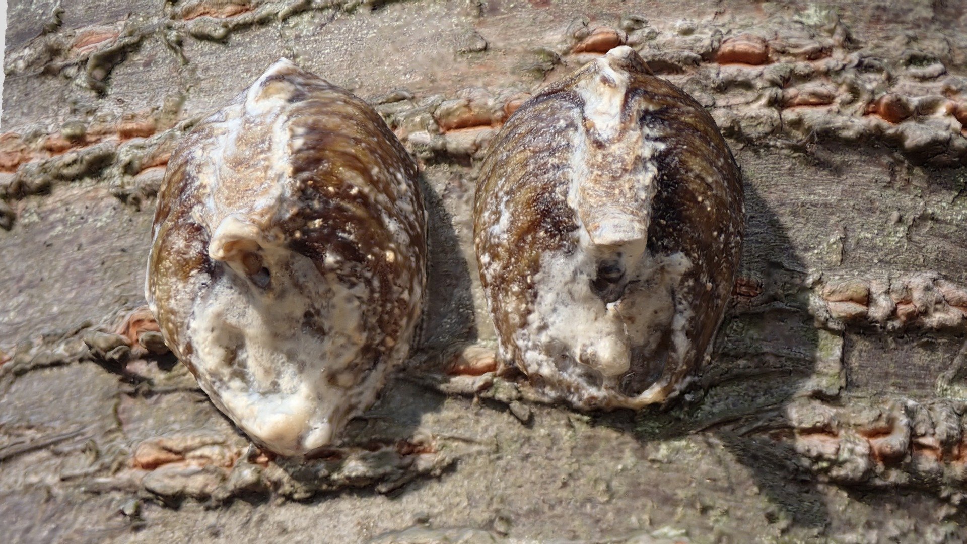 ハラビロカマキリ Mantid egg, Hierodula patellifera