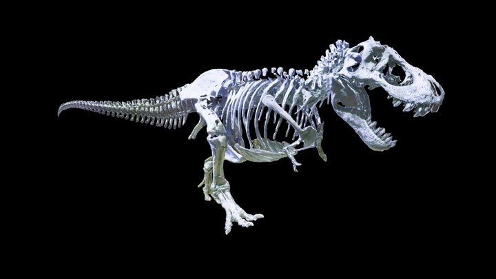 Peter the T.Rex 3D Model