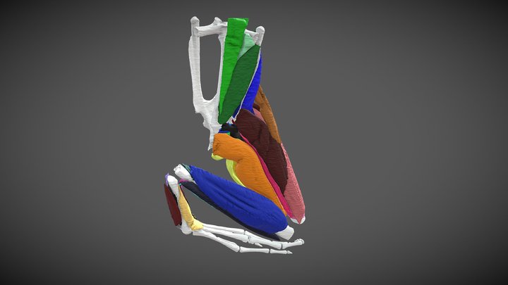 Pelvis 3D models - Sketchfab