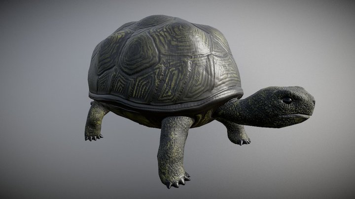 tortoise 3D Model