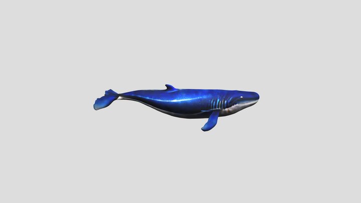 basic blue whale 3D Model