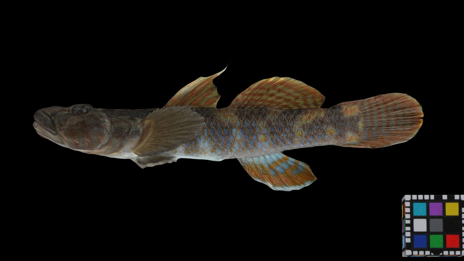 シマヨシノボリ ♂ Freshwater Goby, Rhinogobius nagoyae