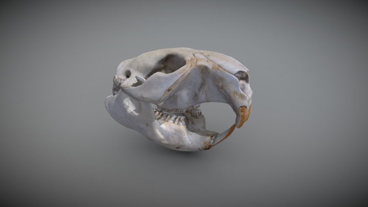 Beaver Skull 3D Model