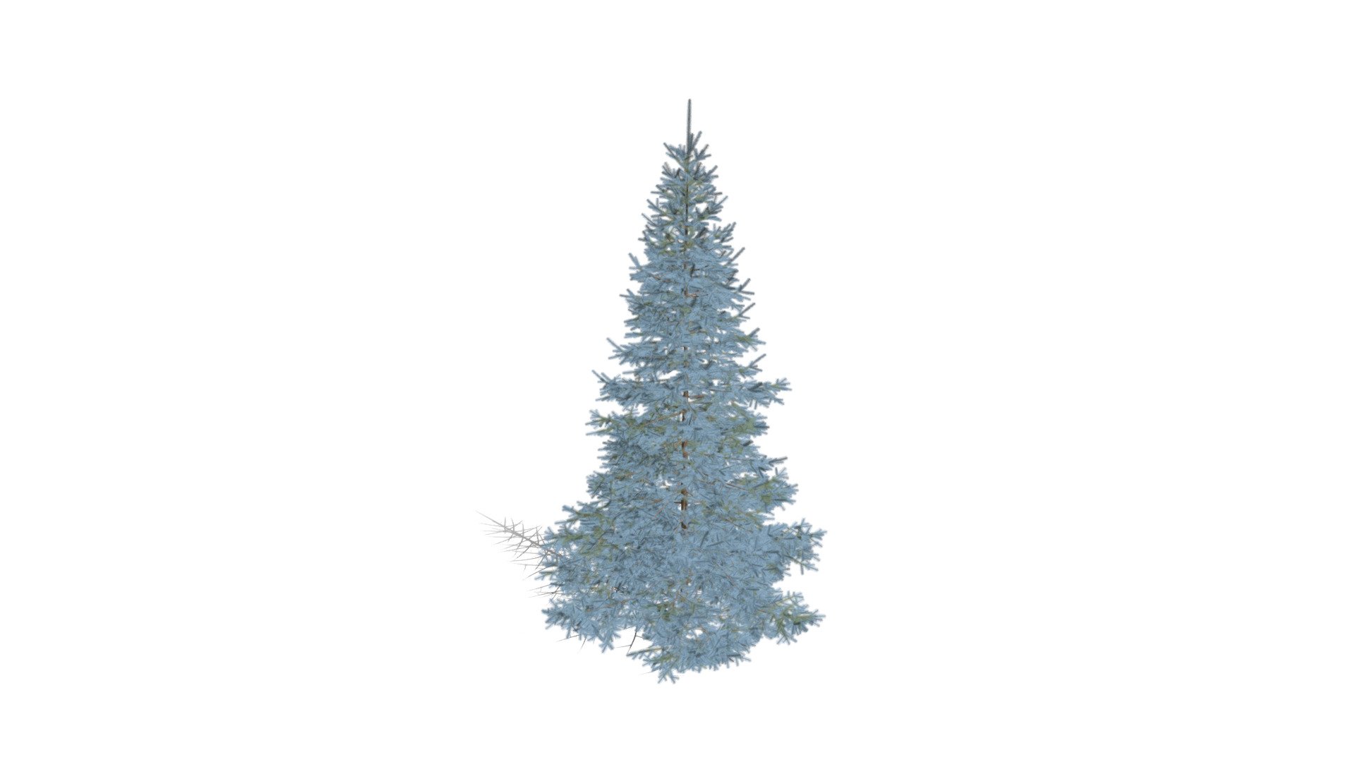 Realistic HD Colorado Blue spruce (2/43) - Buy Royalty Free 3D model by ...