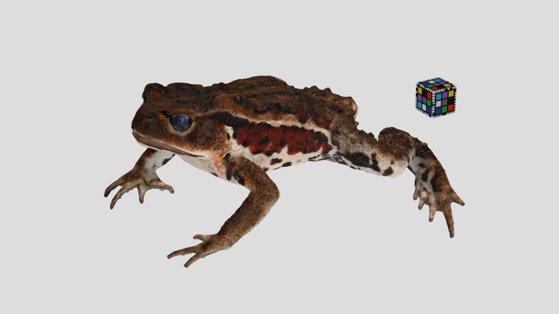 アズマヒキガエル Japanese Toad, Bufo japonicus formosus
