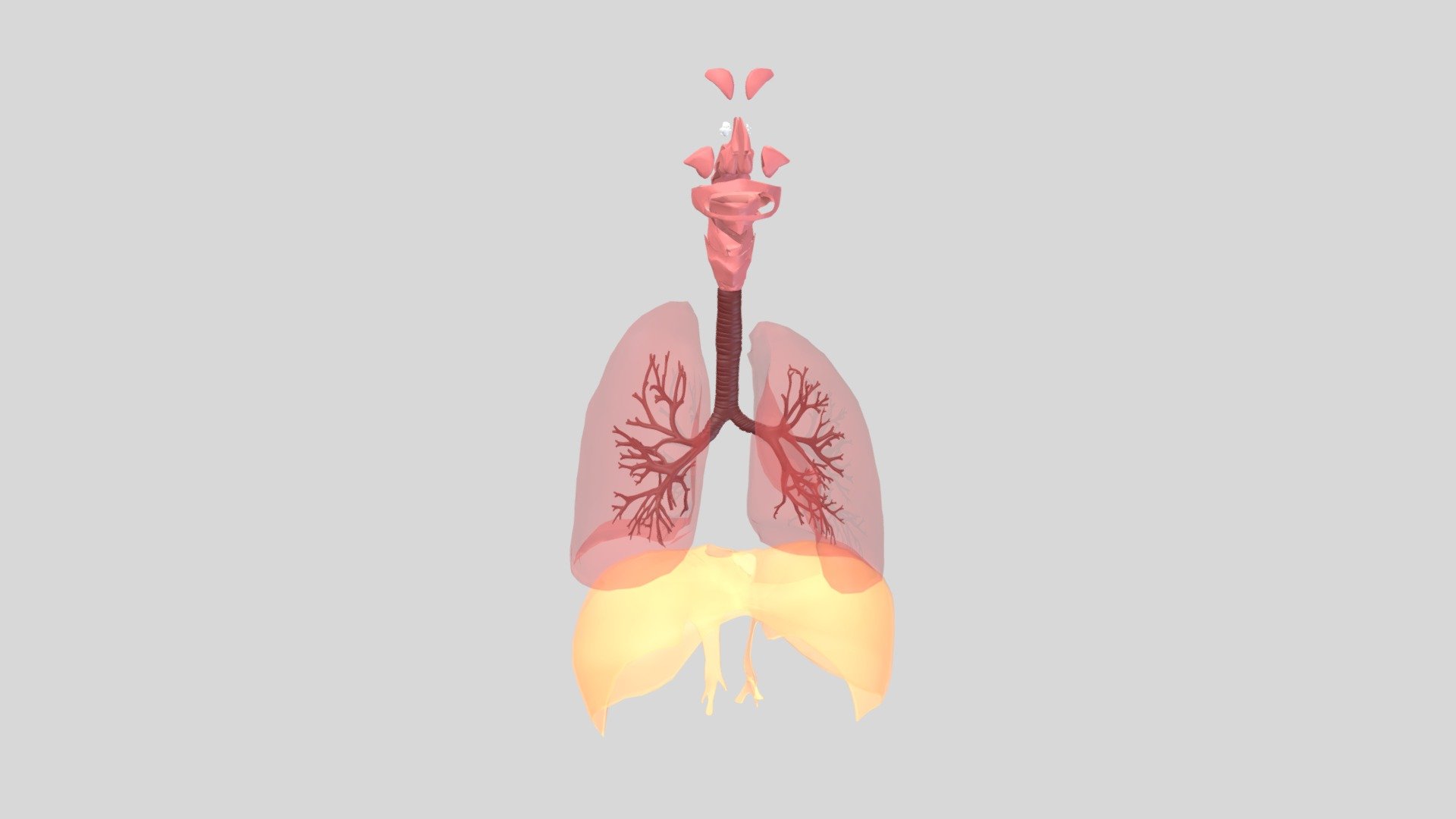 Respiratory_System3 - 3D model by tim.1325 [cd031ee] - Sketchfab