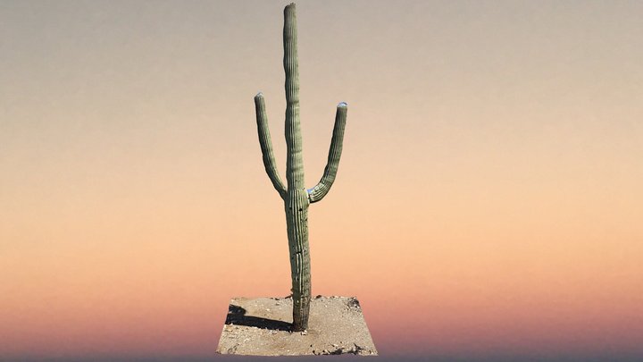 Saguaro 3D Model