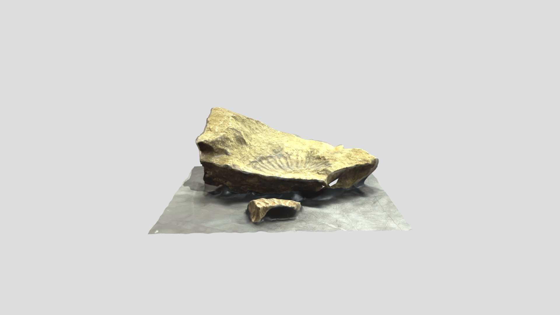アンモナイト  Ammonite