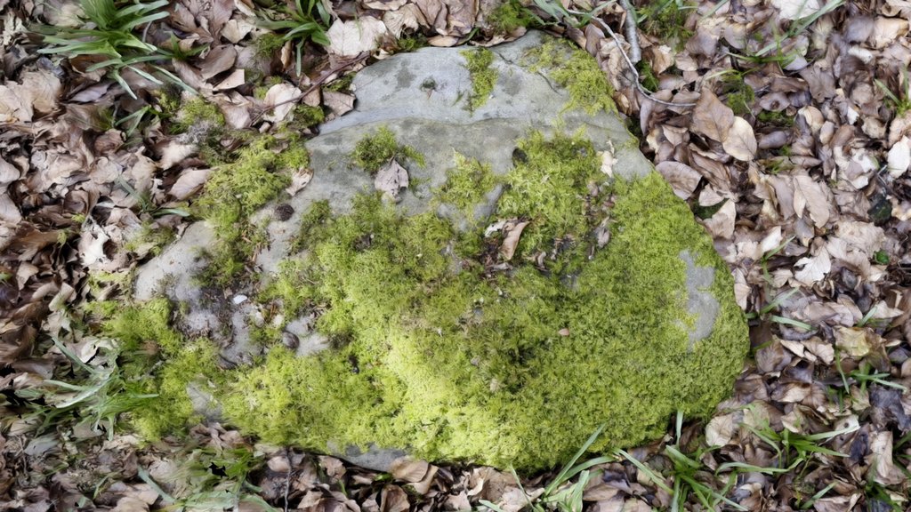 West Woods 26