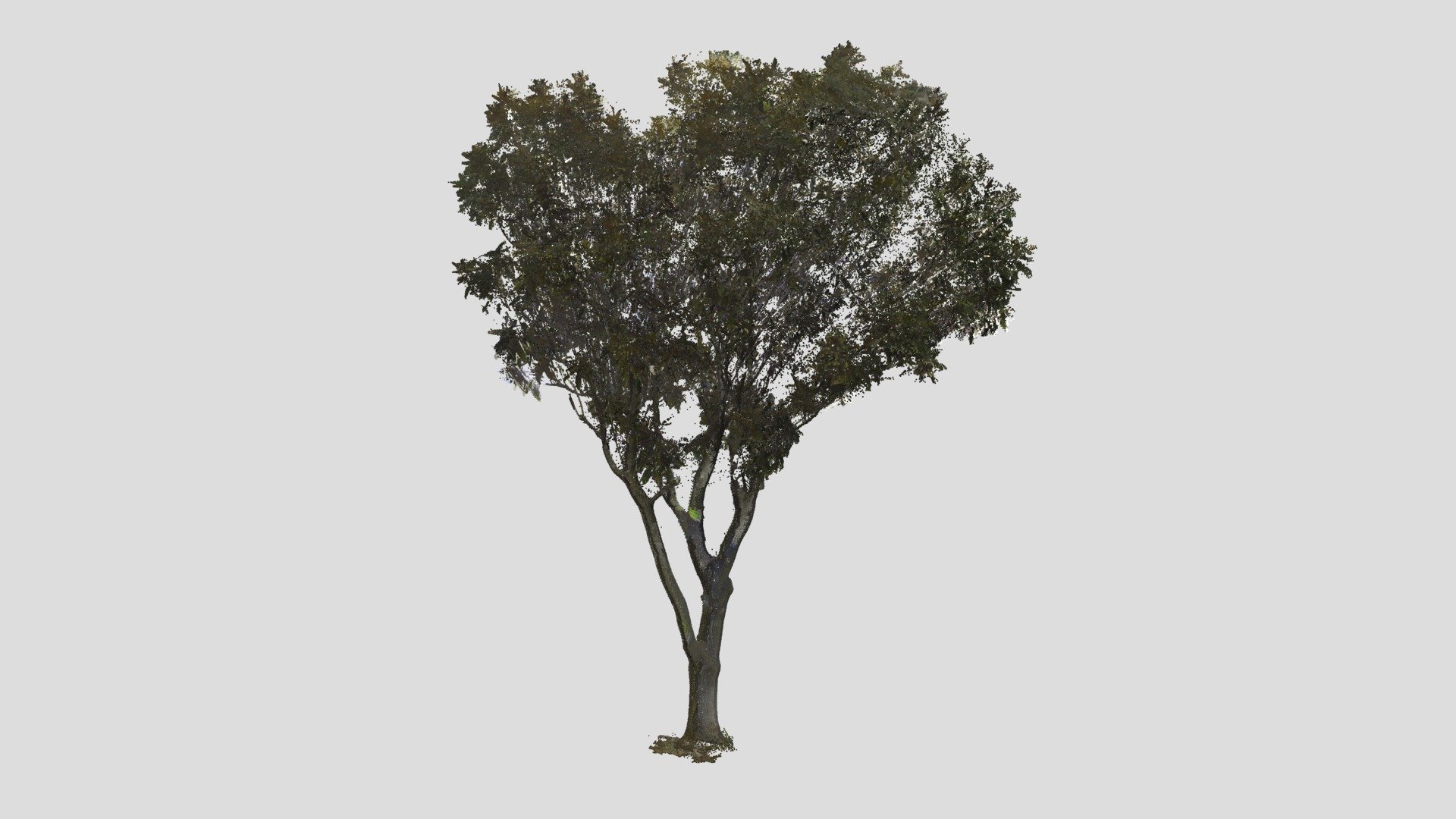 Tree Point Cloud