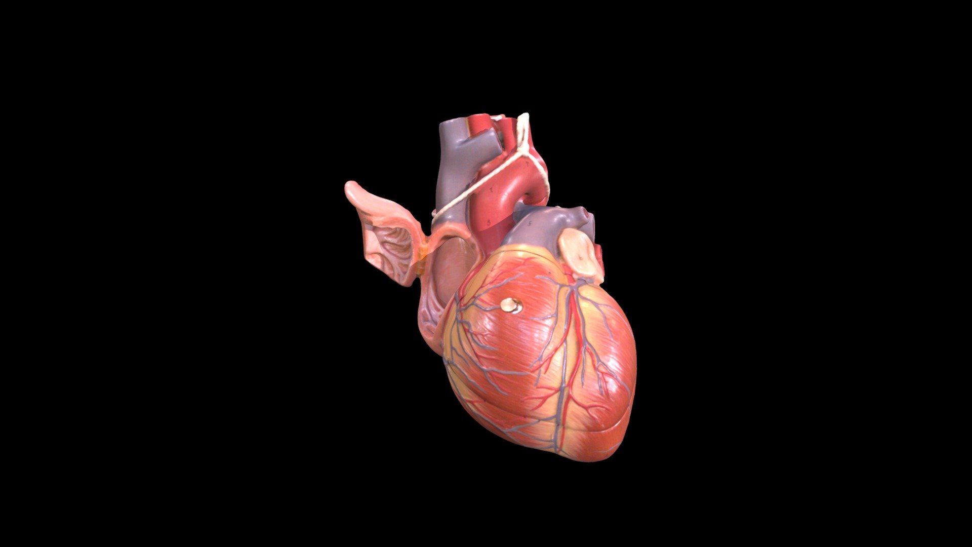 Heart (Plastic Model) - Right Atrium - 3D model by Interactive Anatomy