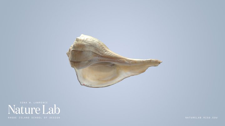 Conch Shell – Kostenloses 3D-Modell STL
