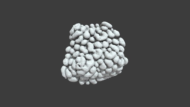 Montipora danae: Detail View – Modello 3D gratuito STL