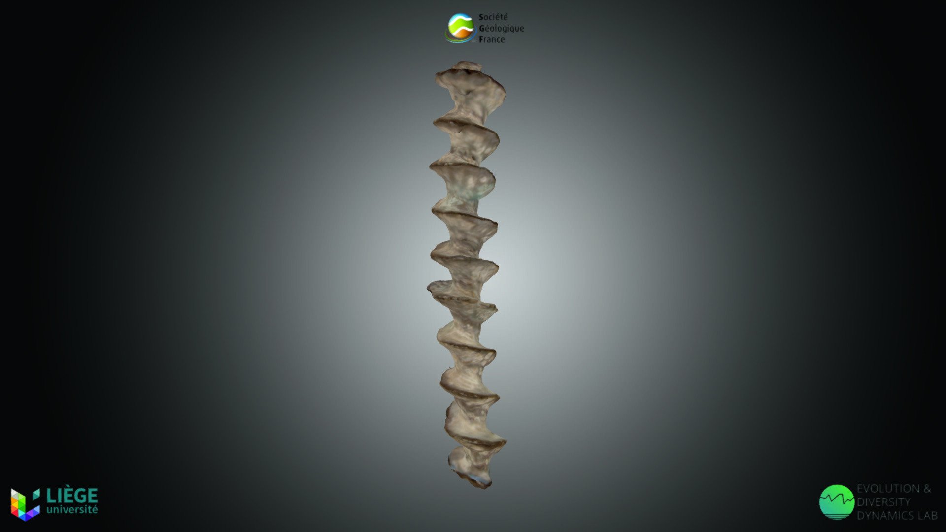 Ectoprocte - Archimedes sp. — Sketchfab embed 3D viewer