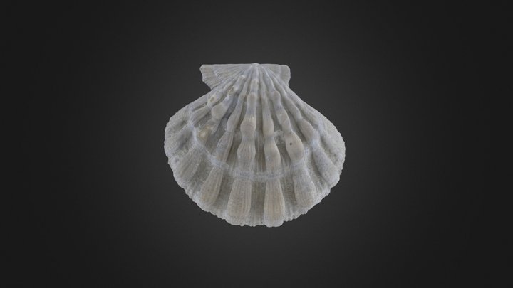 Bivalve: Nodipecten pernodosus (PRI 44328) – Modello 3D gratuito STL