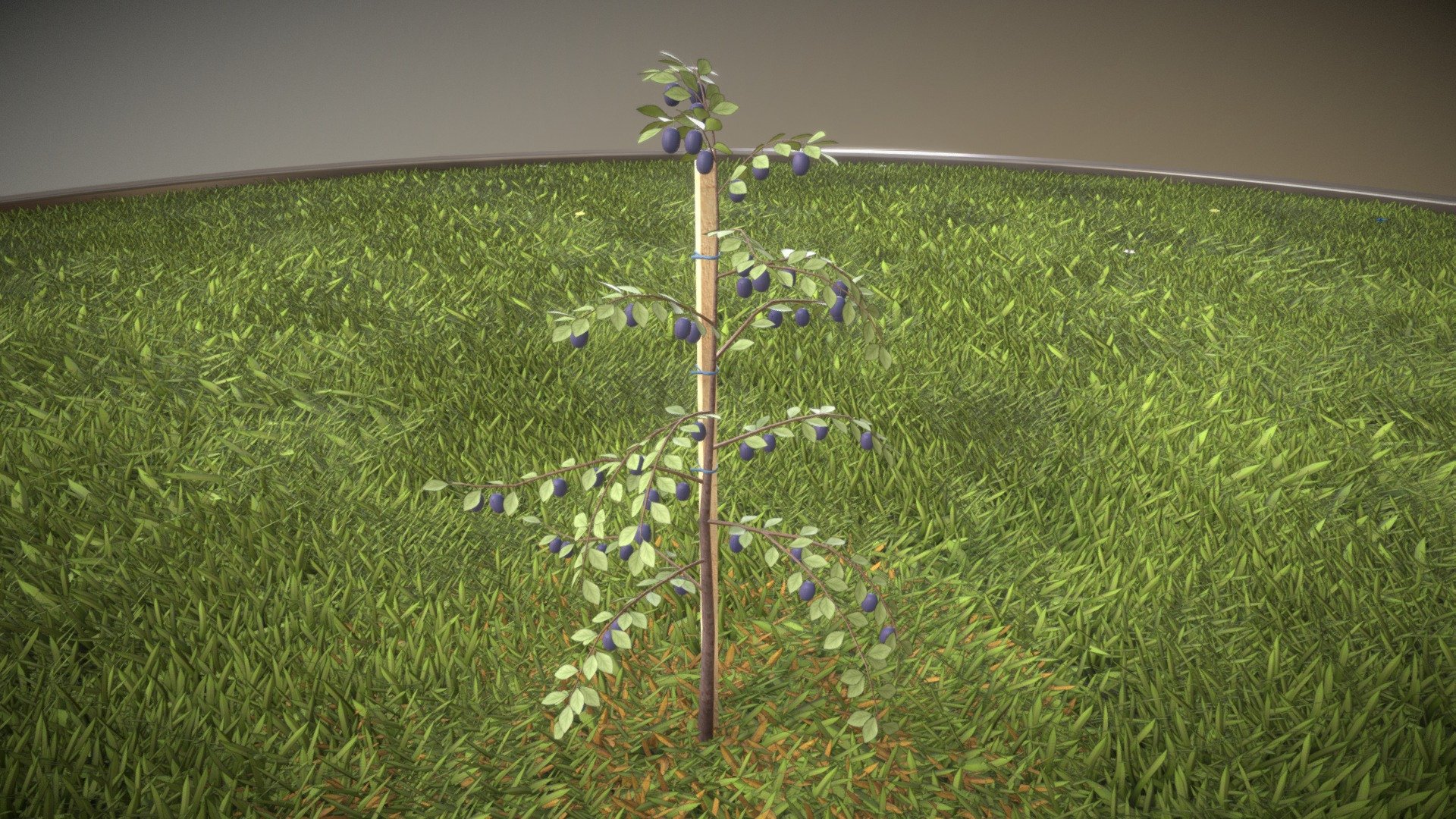 A small plum tree 2m - in the summer season