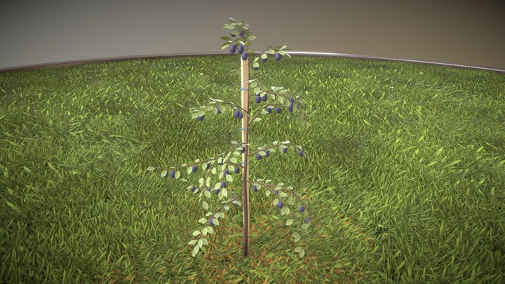 A small plum tree 2m - in the summer season 3D Model