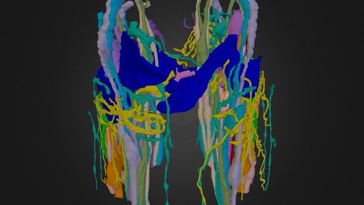 C. elegans anterior sensory cilia and dendrites 3D Model