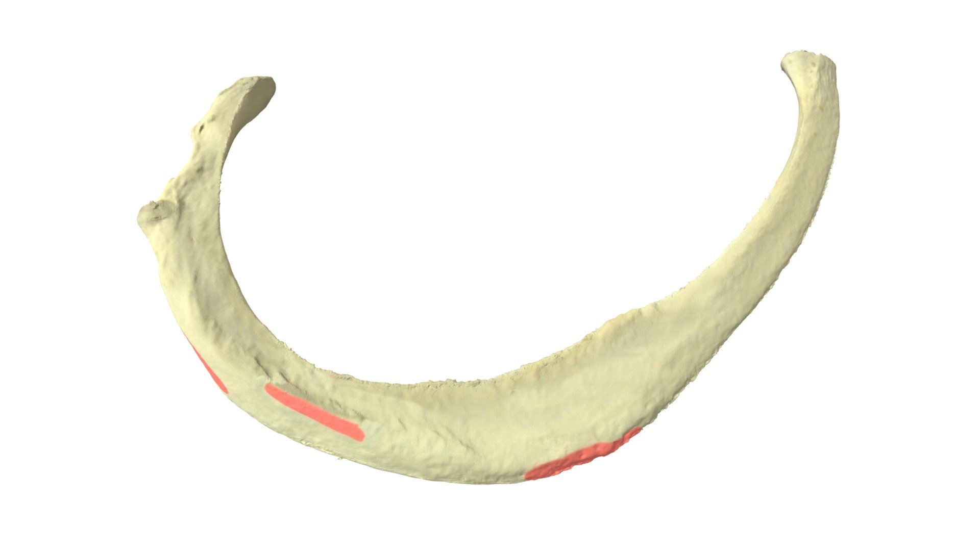Rib 2_M-A4 - 3D model by Universiteit Antwerpen (@marjanmaldoy ...