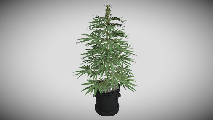 Weed Plant Medium 2 3D Model