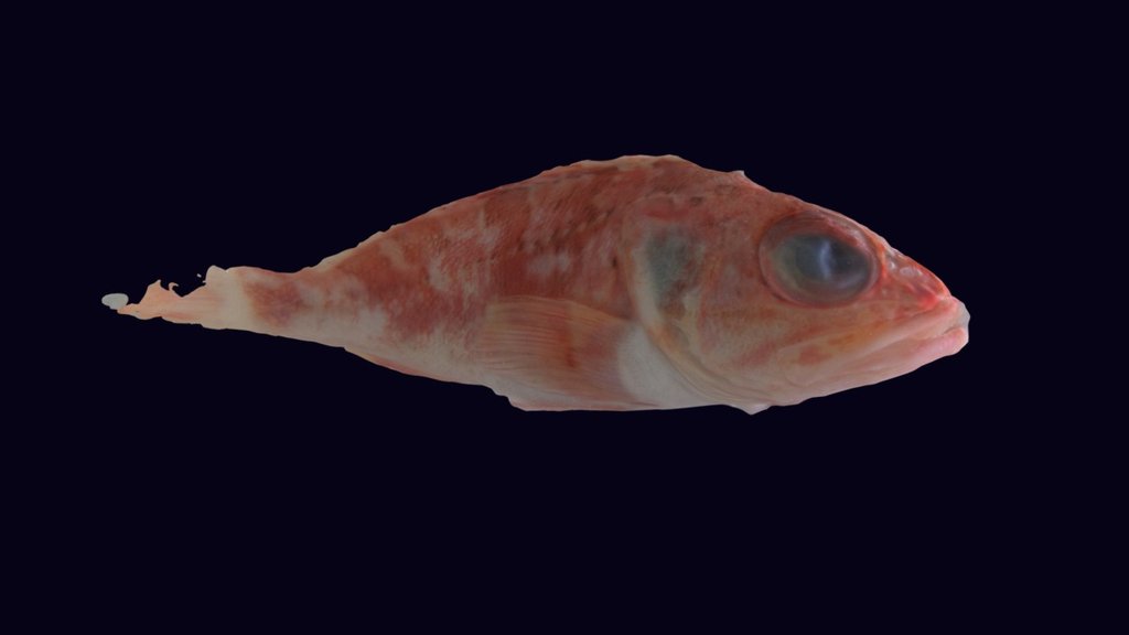 Bluemouth Rockfish 3D model by Amy ScottMurray (amyscottmurray