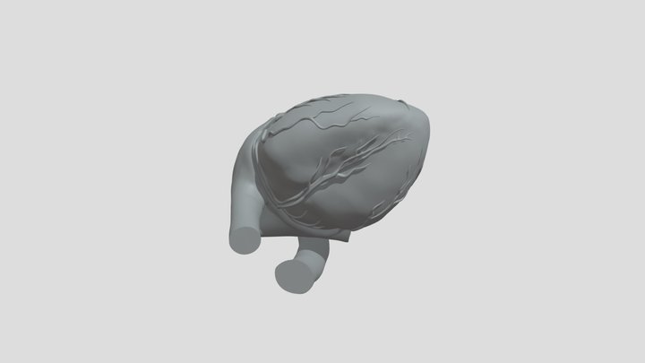 Heart 02 Withoutfat 3D Model