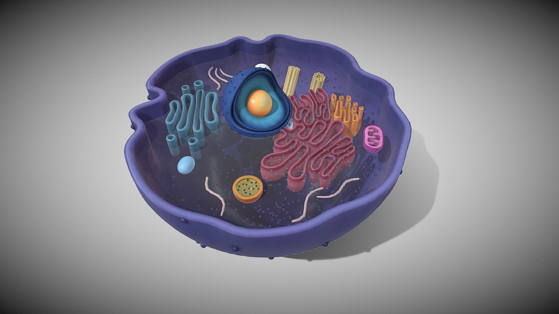 Animal Cell - 3D model by  (@) [cd21ffe]