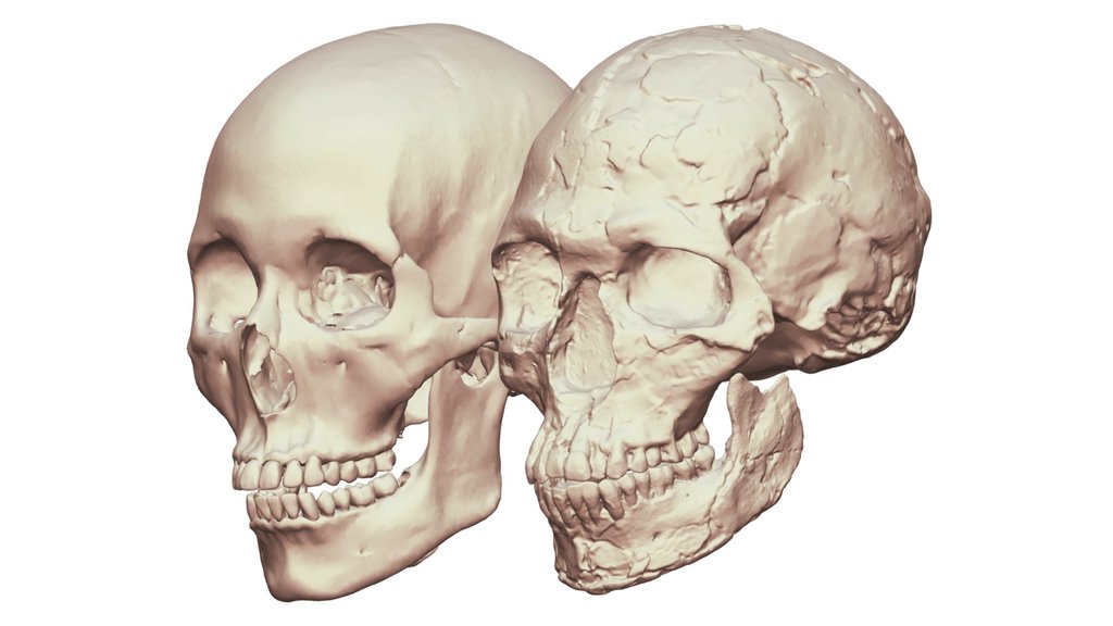 Qafzeh 9  Modern Sapiens Comparison