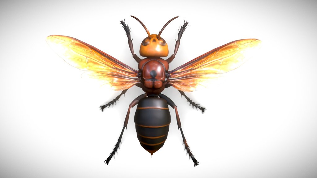 Vespa mandarinia bellona