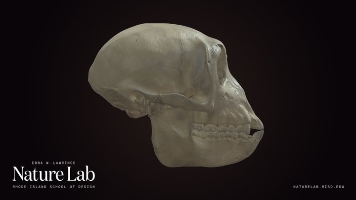 Rhesus Monkey Skull
