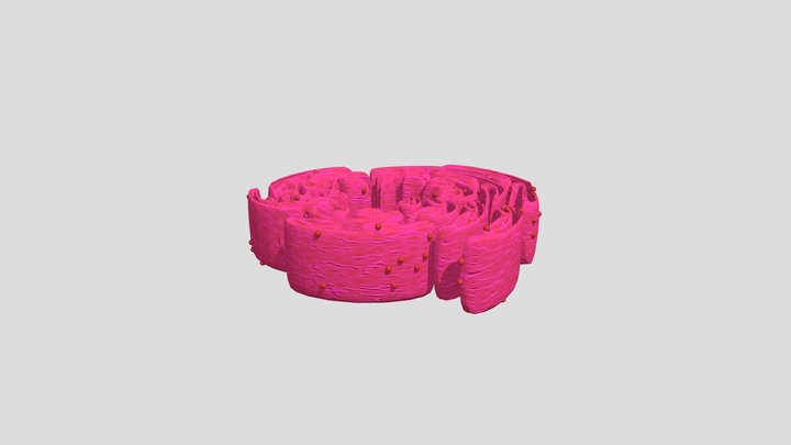 Endoplasmic Reticulum 3D Model