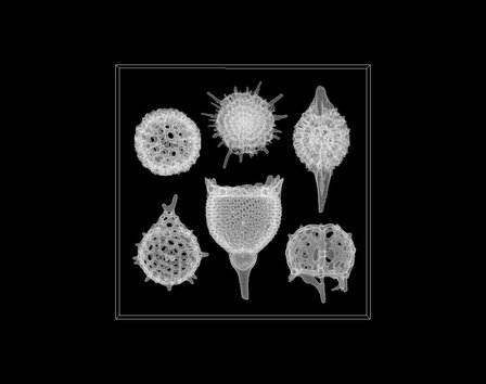 Radiolarians 3D Model