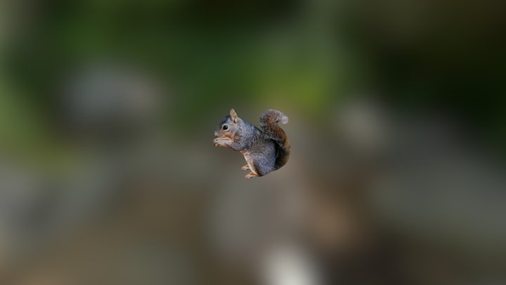 Squirrel - made online with smoothie-3d.com 3D Model