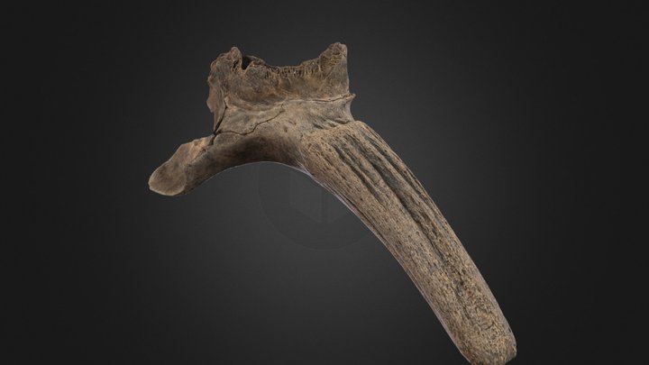 Porzione-di-frontale-di-bison-priscus 3D Model