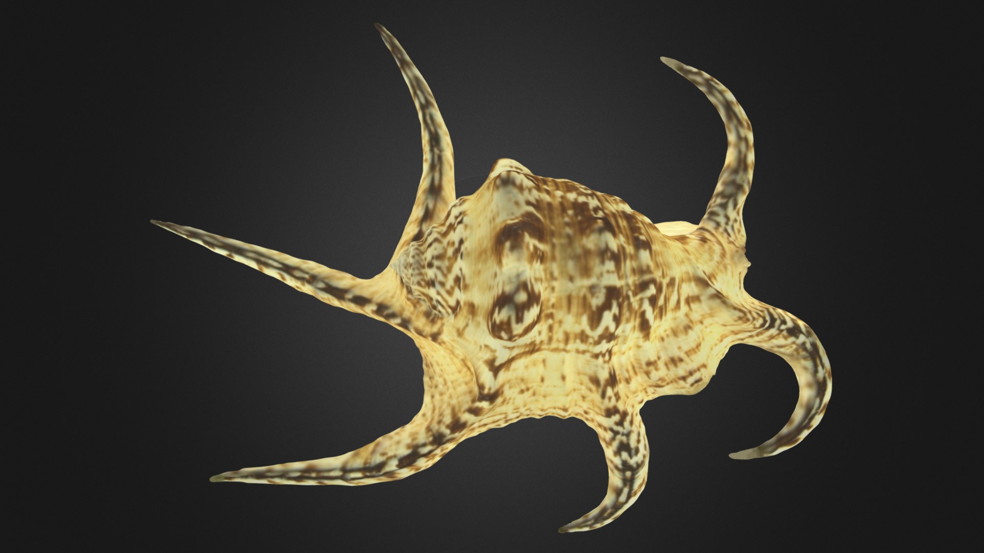 3D model Sea slug - This is a 3D model of the Sea slug. The 3D model is about a close-up of a sea creature.