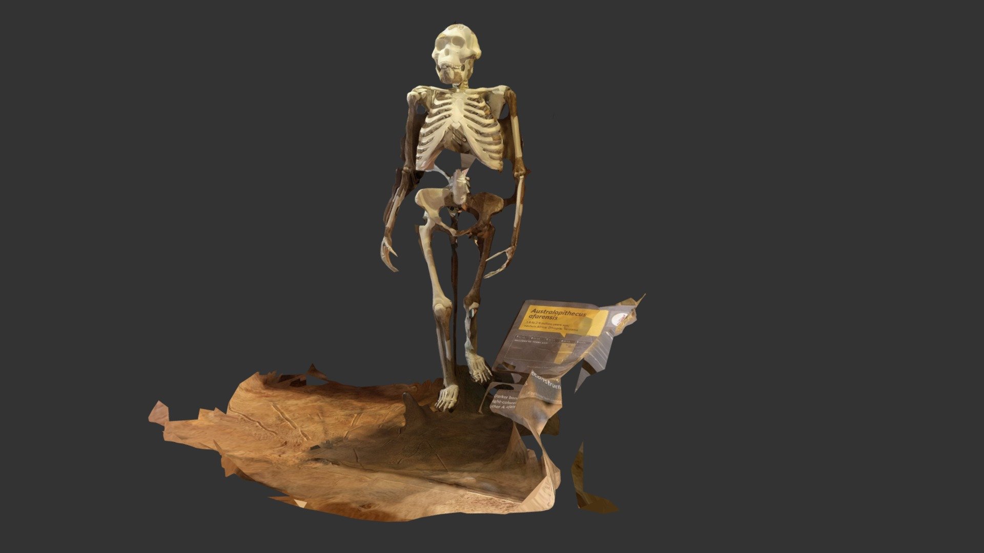 australopithecus skeleton