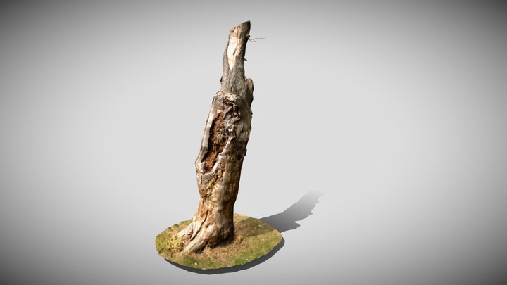 High Quality Dead Oak Cut Scan 3D Model