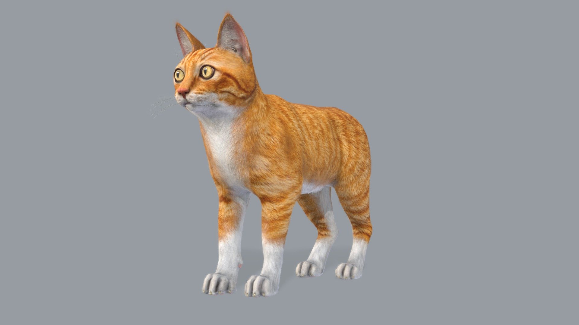 Cat - Red color - Buy Royalty Free 3D model by RedDeer (@billl90 ...