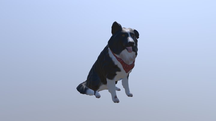 Border Collie Tita 3D Model