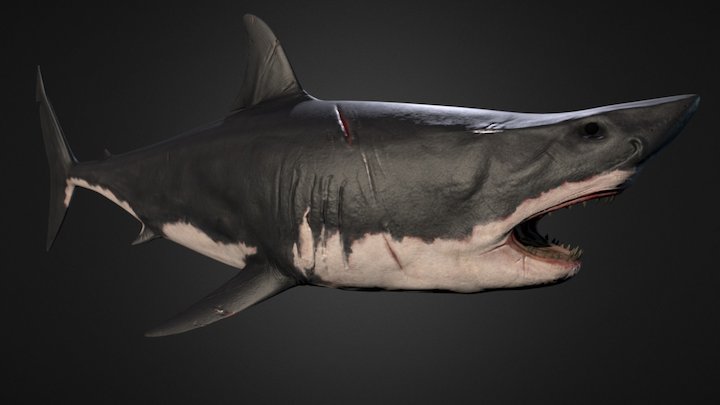 Shark 3D Model