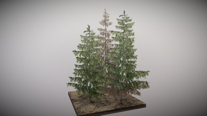 Black Spruce 3D Model