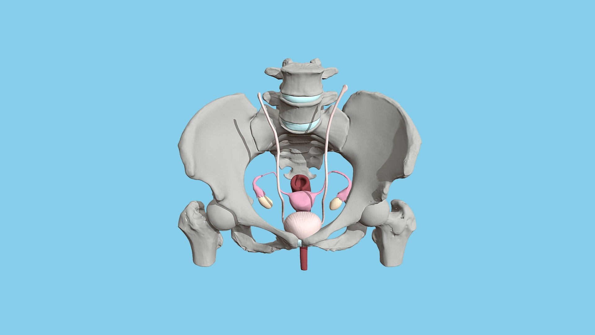 Organs Of The Female Pelvis 3d Model By University Of Dundee Cahid