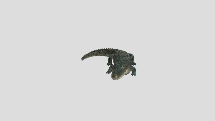Buaya 3D Model