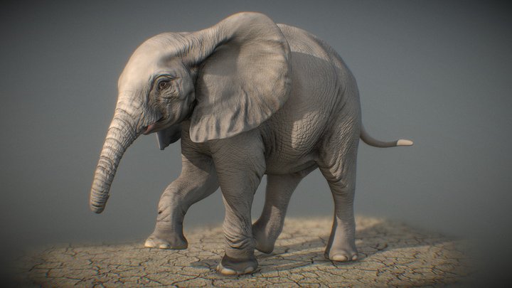 African Elephant calf sculpt 3D Model