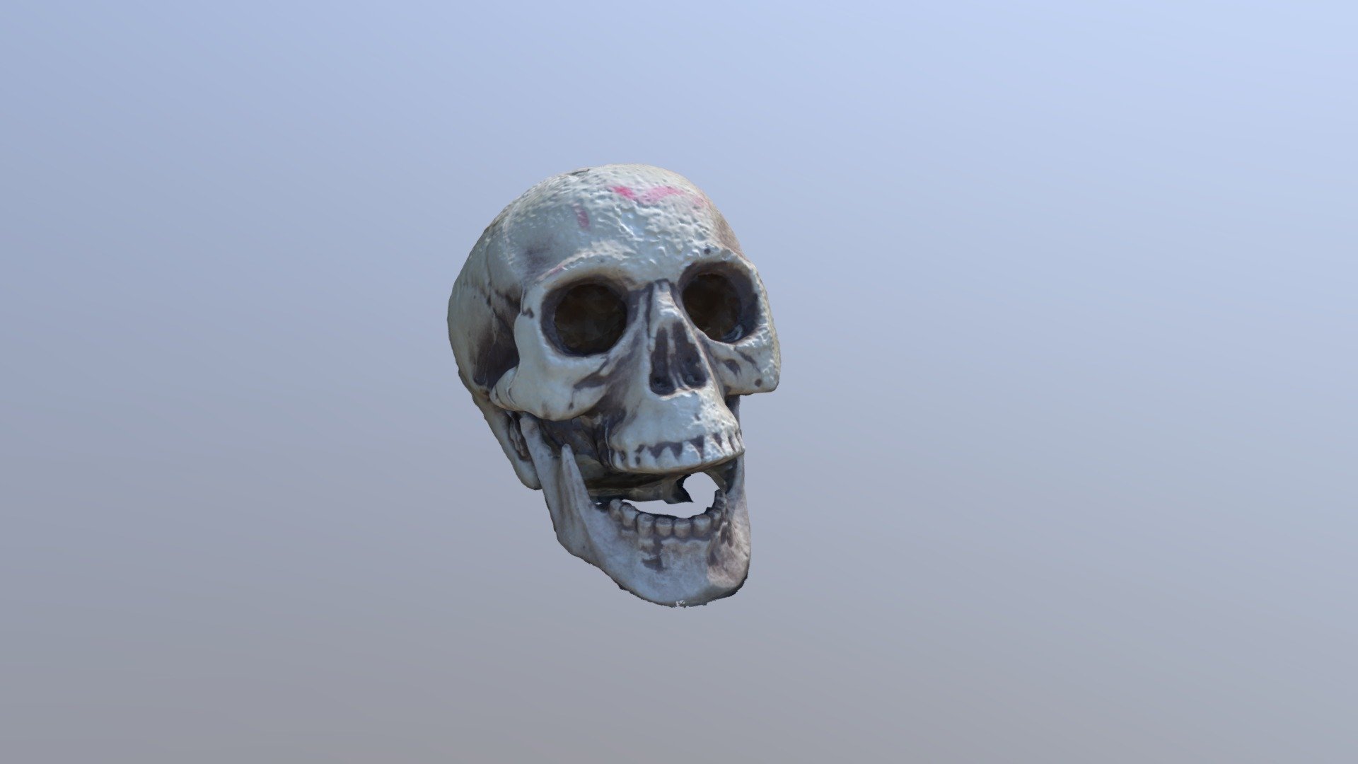 Skeleton head