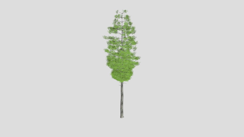 Tall Evergreen Tree 2