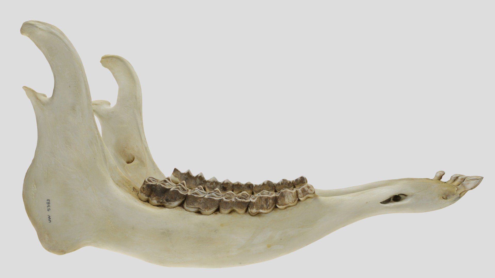 UWYMV:5383, Cervus elaphus, mandible - Download Free 3D model by ...