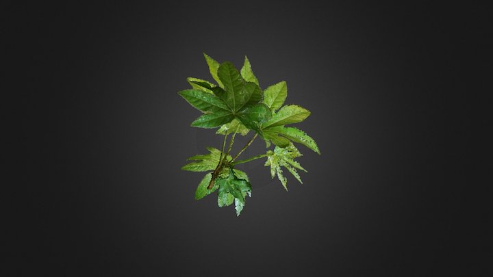 Perennial/Shrub plant 3D Model