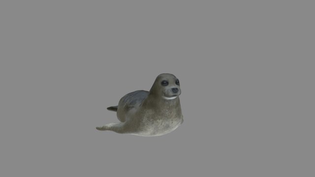 Тюлень 3D Model