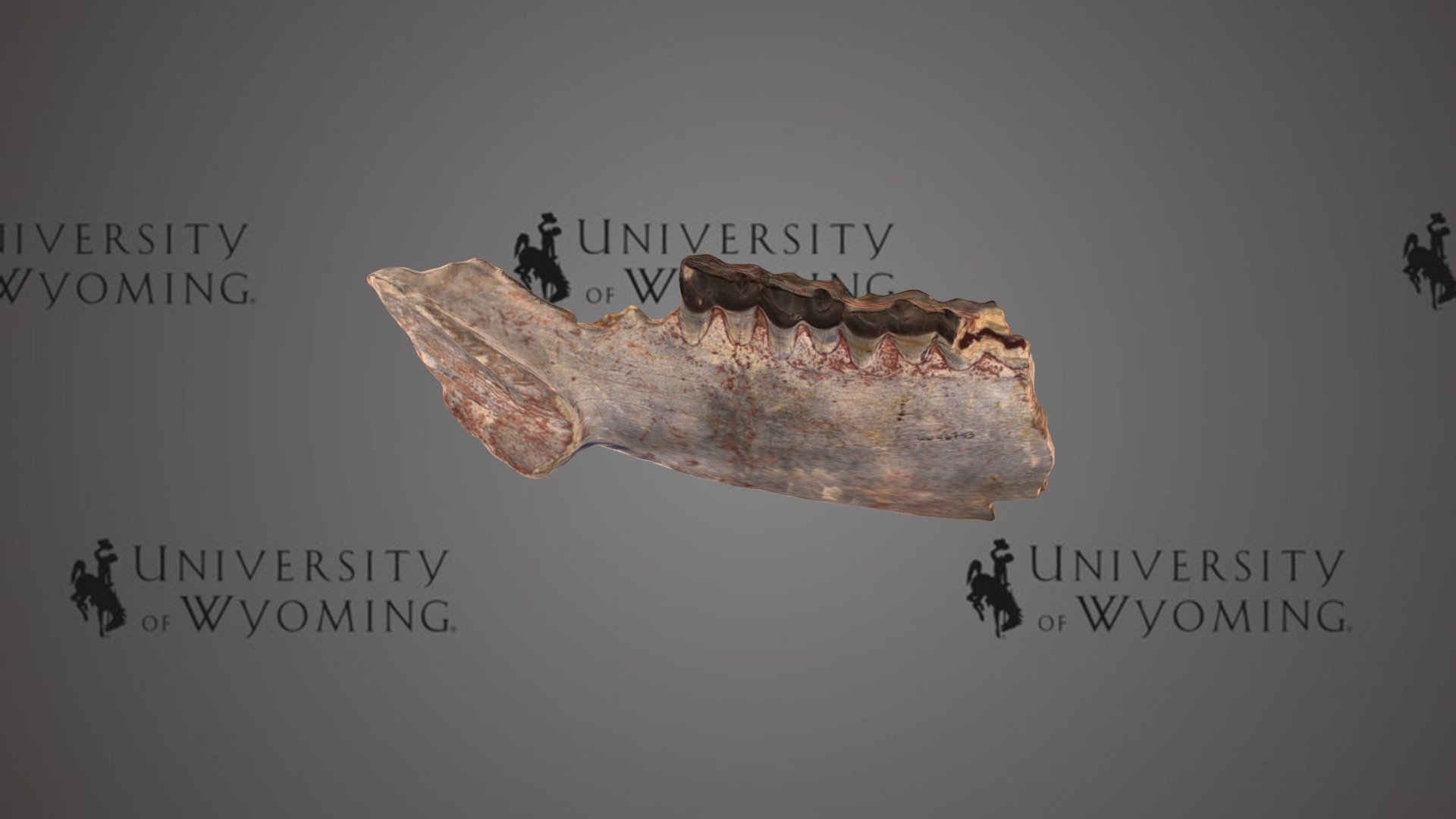UW46743 - Subhyracodon sp., dentary